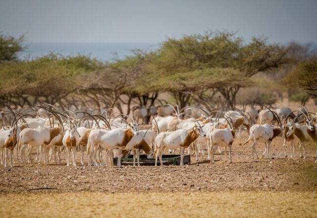 Wildlife Adventures on Sir Bani Yas Island: A Complete Guide