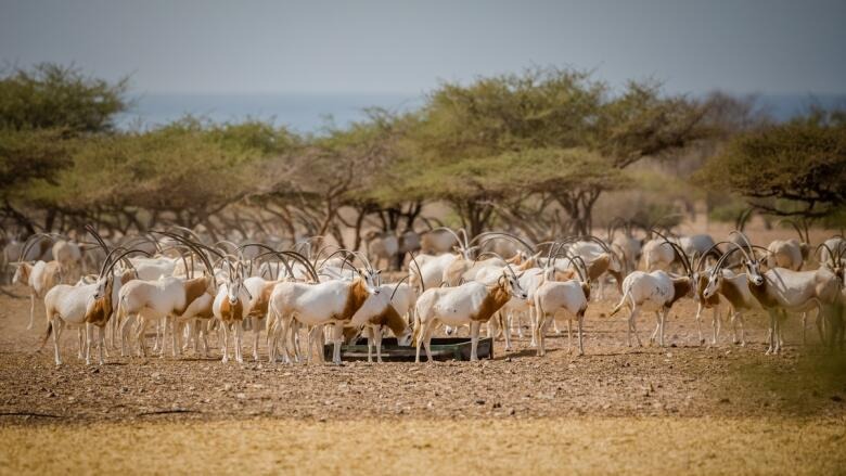 Wildlife Adventures on Sir Bani Yas Island: A Complete Guide