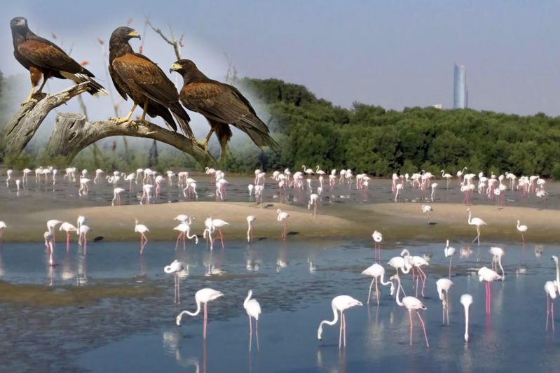 Bird Watching In Dubai by ABC Tours